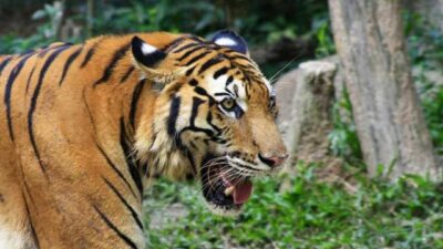 Dihadang Harimau, Kanit Buser Polres Solok Bersama Warga Panjat Pohon dan Lari ke Pondok