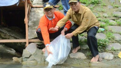 Wako Padang Tebar Bibit Ikan Nila di Sungai Jirak Mata Air