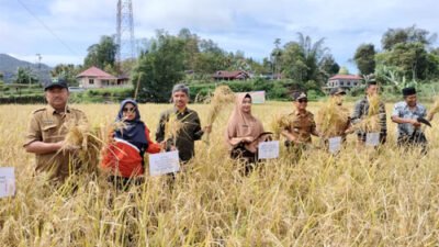 Panen Pertanian Organik Keltan Jawi-Jawi Agro Matur Capai 6,5 Ton per Hektare