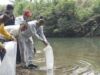 Dinas Perikanan Sumbar bersama Wabup Pasbar, Risnawanto lepas 10 Ribu Bibit Ikan Gariang di Batang Lapu Lubuak Godang