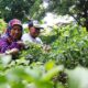Rindangnya Agrowisata Lansia di Bekasi, Bikin Pengunjung Betah Berlama-lama